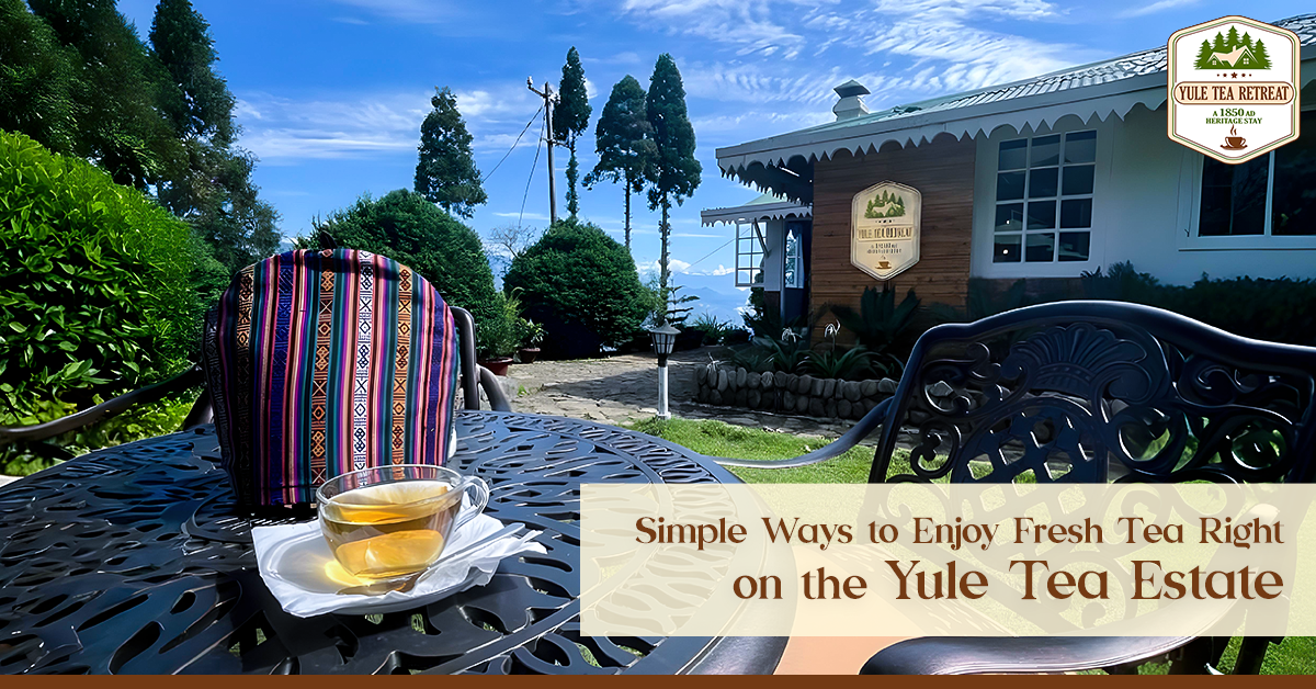 Simple Ways to Enjoy Fresh Tea Right on the Yule Tea Estate